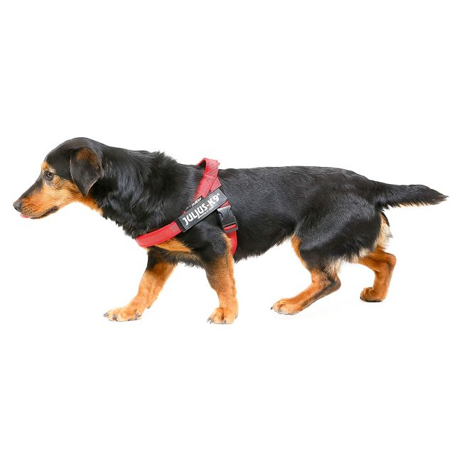 JULIUS-K9 шлейка для собак Ремни Color & Gray IDC® 1 (61-80см / 23-30кг), красный СКИДКА 50%