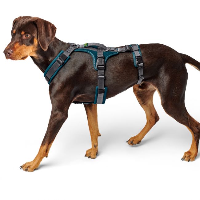 Hunter шлейка для собак Safety Maldon L (66-118 / 69-105 / 2,5 см) с ручкой, нейлон, сине-зеленый/серый Hunter шлейка для собак Safety Maldon L (66-118 / 69-105 / 2,5 см) с ручкой, нейлон, сине-зеленый/серый