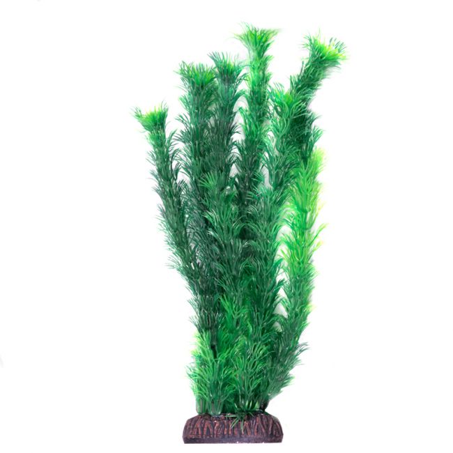 Растение "Амбулия" зеленая, 300мм